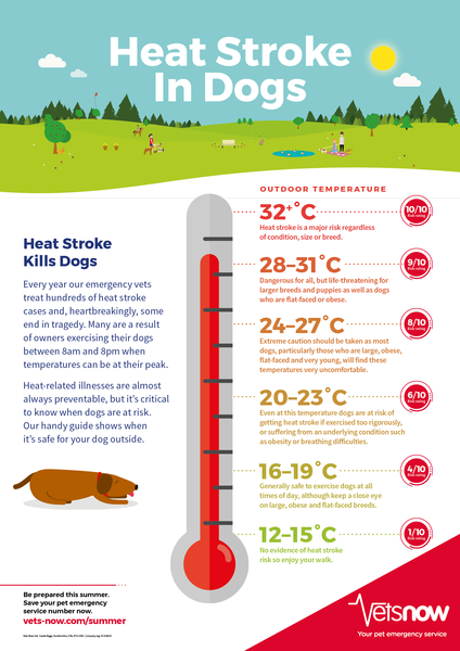 Hot weather - cruelty to dogs