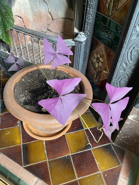 Please help me save flatmate’s plant!