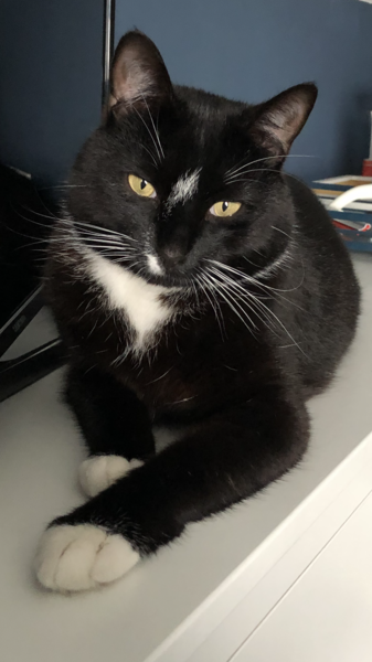 My cat hasn’t come home