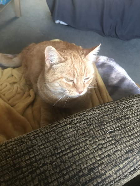 The cafe is still open thread 2