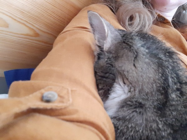 Senior rescue cat - the first days
