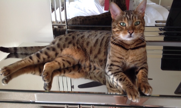 The Litter Tray Memorial Thread