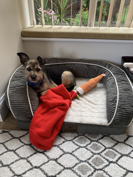 Have you ever stayed in a hotel with your dog?