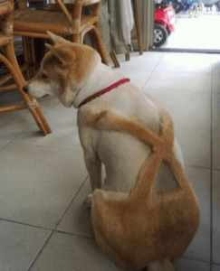 Commando AD awareness for donut bum dogs