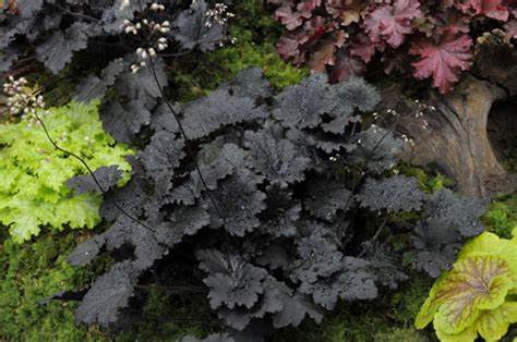 Secret gardening club