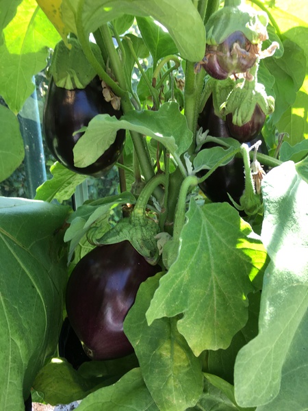 Allotment/Veg Patch Thread 16  Weather weirdness prevails !