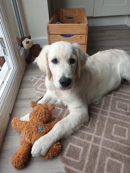 Puppy survival thread! July 2020