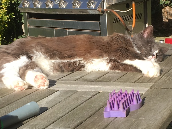 The Litter Tray Memorial Thread