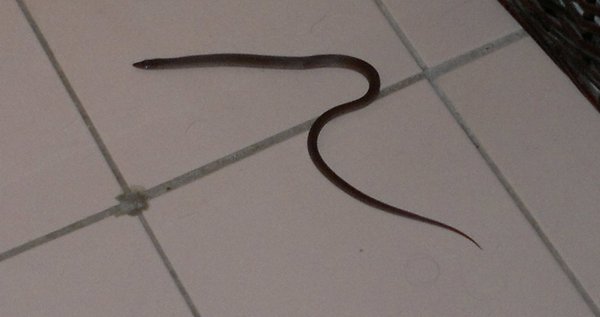 Omg snake in garden
