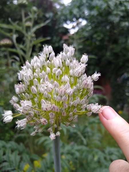 Help identifying this allium please