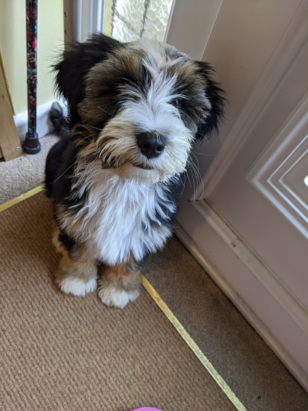 Puppy survival thread! July/August! Roll up!