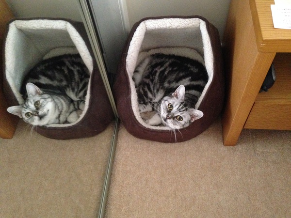 My cat is being PTS on Friday