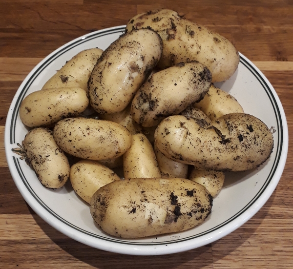 Allotment/Veg Patch Thread 15 - will winter ever end?