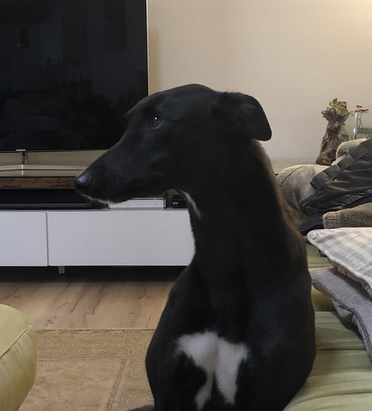 Fostering an ex racing greyhound tomorrow! - any tips please.