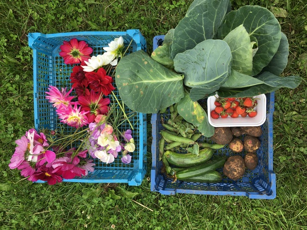Allotment/Veg Patch Thread 15 - will winter ever end?