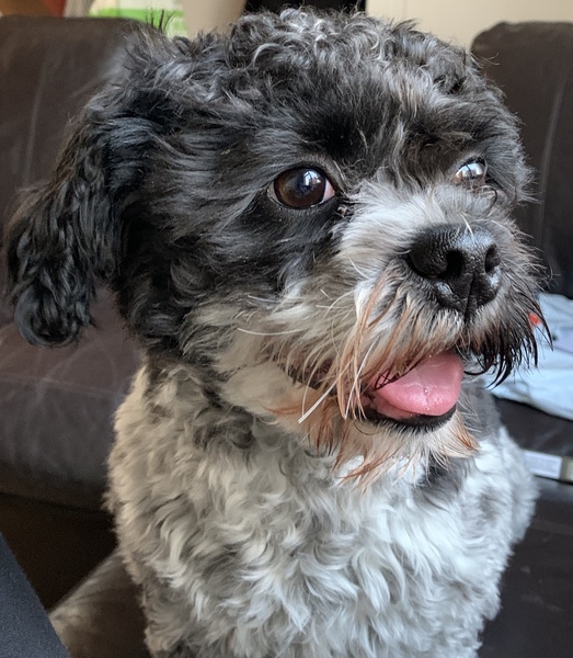 Dh has been using the dog shampoo