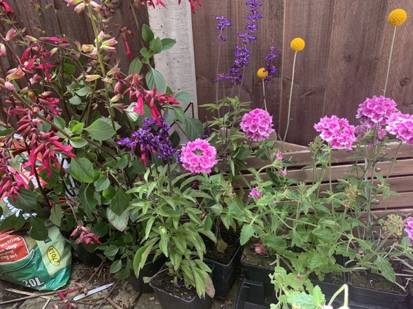 Plant ids please? Kindly given plants after week from hell!