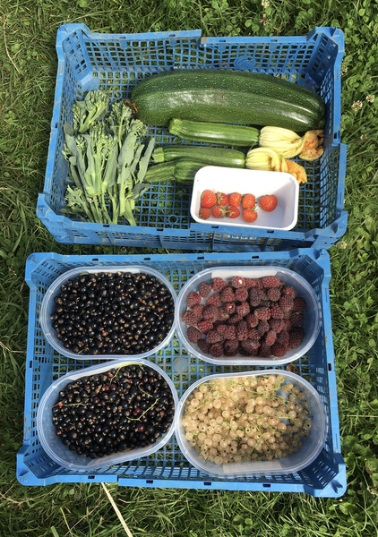 Allotment/Veg Patch Thread 15 - will winter ever end?