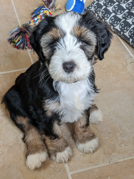 Puppy survival thread! July 2020