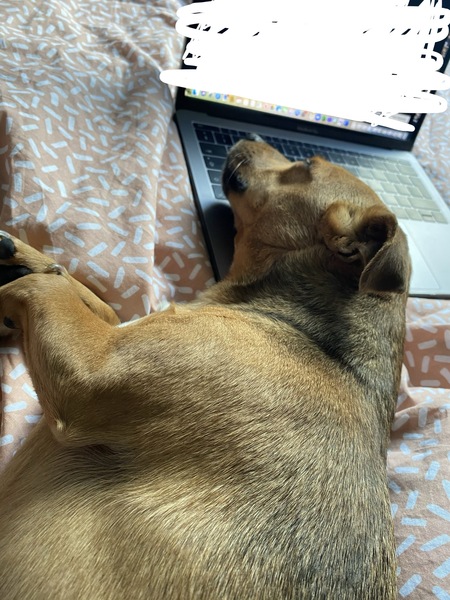 To think if you have been provided with a choice of the latest word in luxury beds, you shouldn't be trying to sleep on my keyboard?