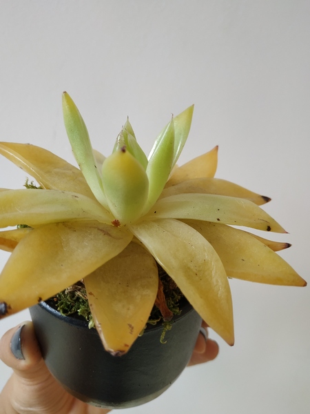 I'm killing my succulent! Can someone green-fingered help?