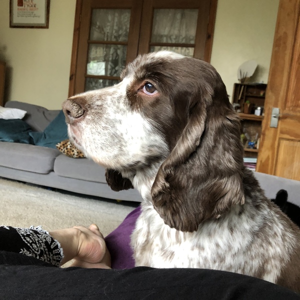 Dog keeps following me!