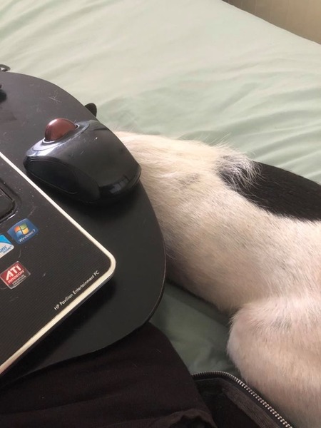 Dog keeps following me!