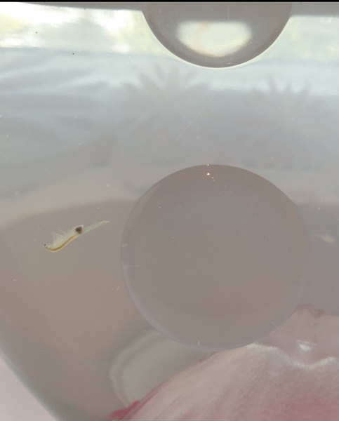 Is it cruel to throw sea monkeys away?