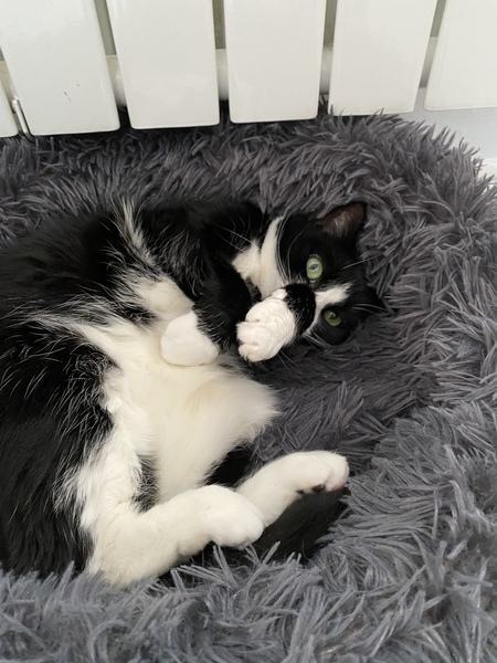 What's your DCat up to today? (Thread 8)