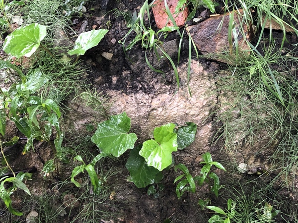 Does anyone recognise this plant?