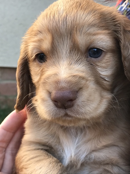 Puppy survival thread! July 2020