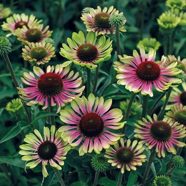 Secret gardening club