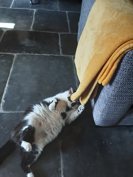 What's your DCat up to today? (Thread 8)