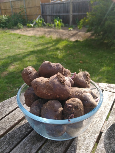 Allotment/Veg Patch Thread 15 - will winter ever end?