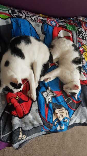 The Litter Tray Memorial Thread