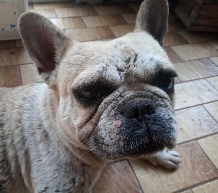 Frenchie with little black scabby things