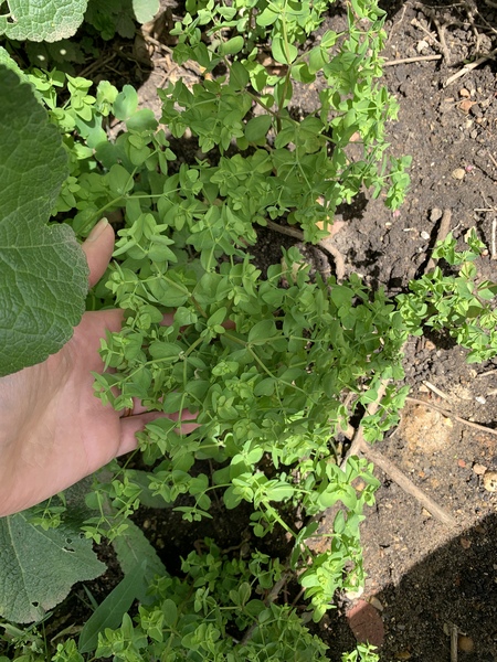What is this that’s taking over our borders