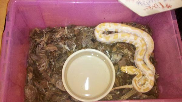 Omg snake in garden