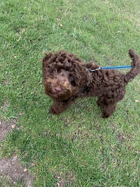 Puppy survival thread! July 2020