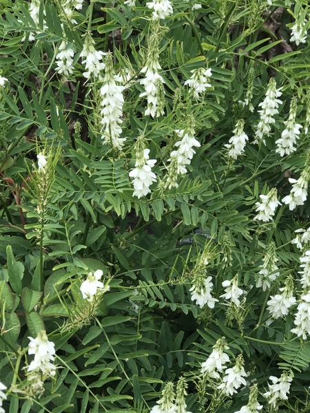 Could I have a plant ID, please?