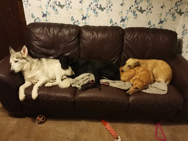 Anyone got 4 dogs