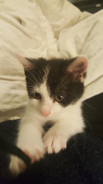 Kitten to cat introductions going well. What is the next stage?