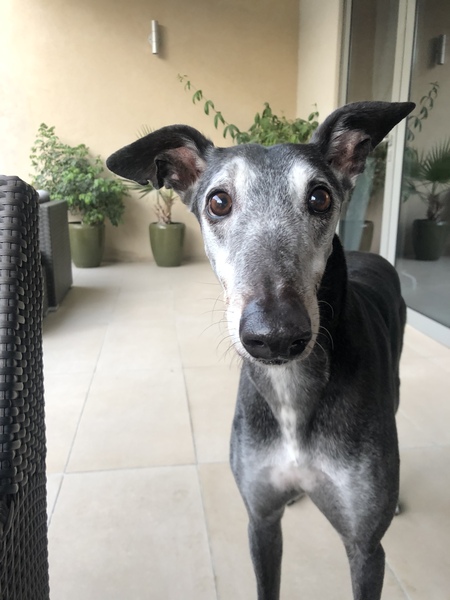 Ridiculous Hound Pics Thread