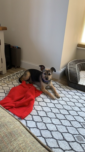 Have you ever stayed in a hotel with your dog?