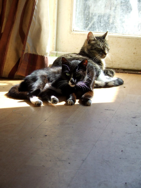 The Litter Tray Memorial Thread