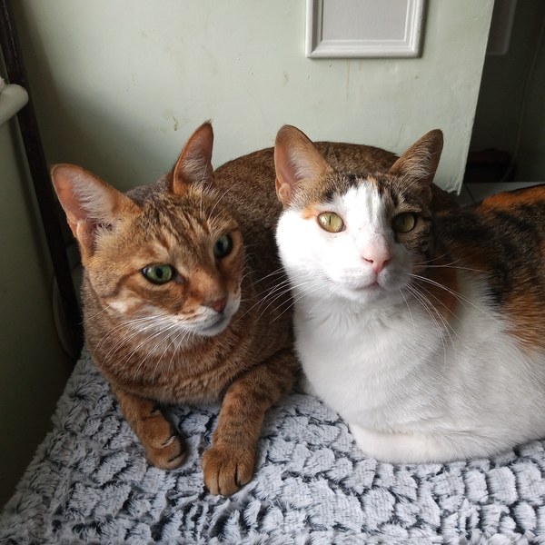 Two cats joined our family today! (includes photo)