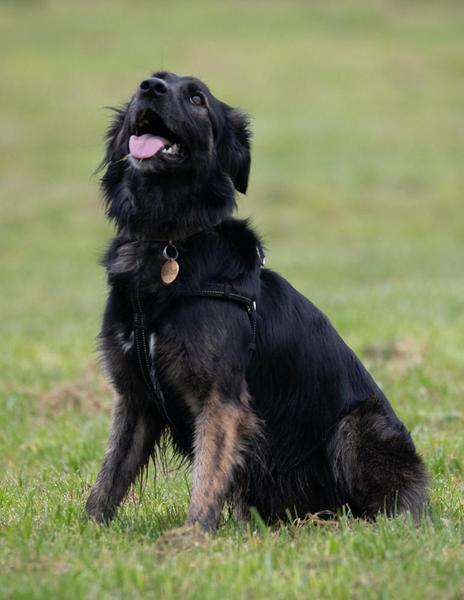 Tell me the bad points about owning a dog
