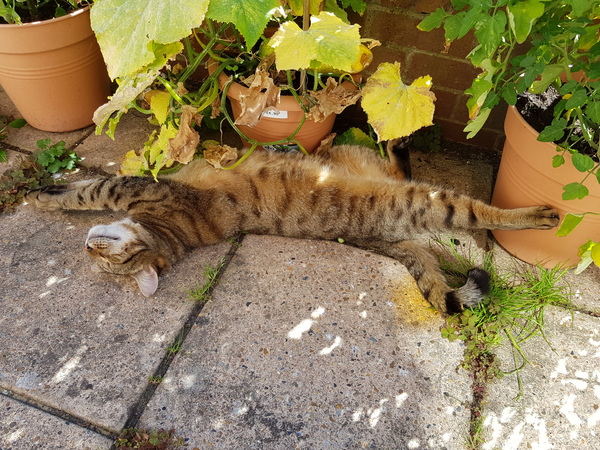 Thug Cat part 2. What, has this thing appeared again tonight?