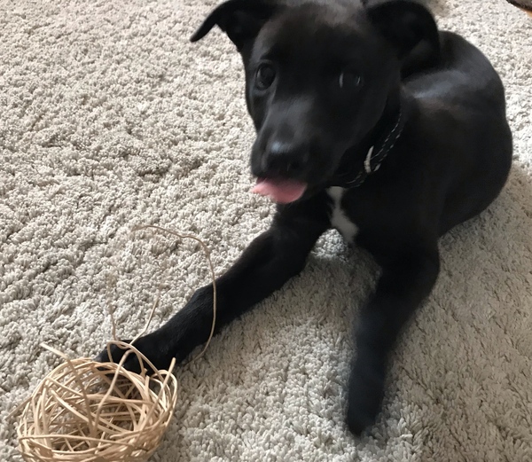 Puppy survival thread! July 2020