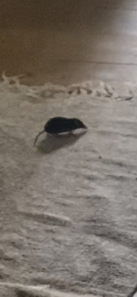Is this a mouse or a shrew